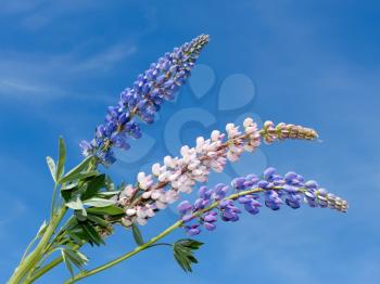 Flowering lupine inflorescence on the background of blue sky