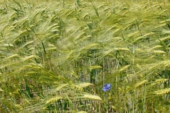 Barley field during flowering period. Fine day in early summer