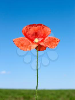 Red poppy flower on a background of blue sky and green field