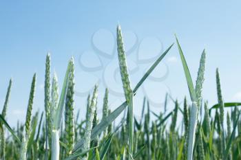 Spikes of wheat against the background of bluish sky