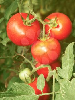 Bunch with red tomatoes growing in the greenhouse