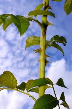 The stem of wild rose with thorns on the background of the cloudy sky