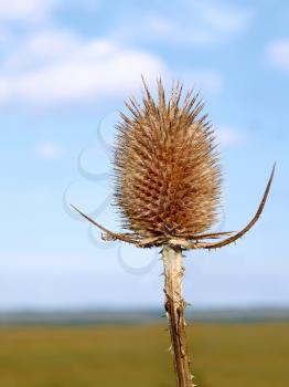 Inflorescence dry teasel on the background field and sky