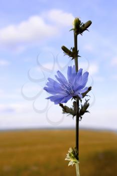 Chicory flower on the background of blue sky and field