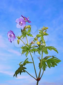 Plants with blue flowers on a background of blue sky