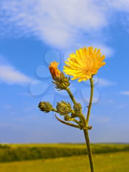 Yellow wild flower on a background of field and sky