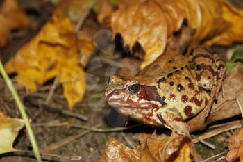Meadows frog in the woods in autumn (I). Latin name: Rana temporaria