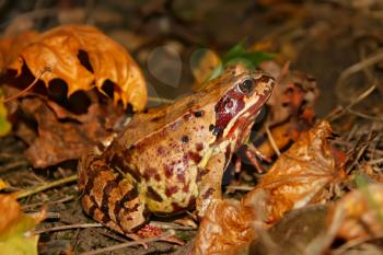 Meadows frog in the woods in autumn (I). Latin name: Rana temporaria
