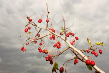 The branch of hawthorn fruit on the background of a gray cloudy sky in autumn