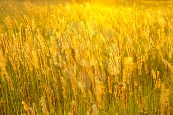 High meadow grass in the bright setting sun backlighting as a texture