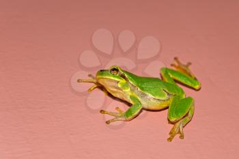 Green tree frog crawling along the vertical wall, night photo