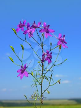 Beautiful violet flowers on the background of blue sky, sunny summer day