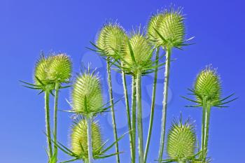 Teasel inflorescences in the flowering period on the background of blue sky