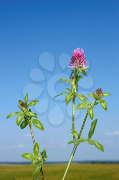 Flowering plant of clover against the background of field and sky in cloudless fine day