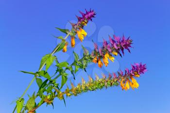 Beautiful wild flowers with green and violet leaves and yellow florets against blue sky