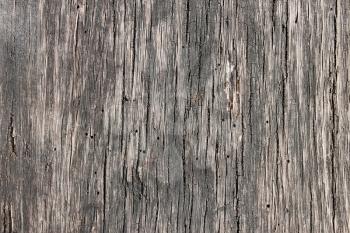 Structure of old dark wooden board. Close Up