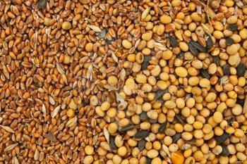 Fodder blends for domestic animals from soybean seeds, sunflower seeds and cereal grains