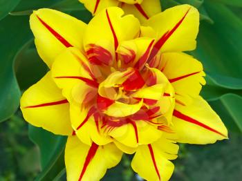 Bright yellow with red parts tulip flower on a background of green foliage beds
