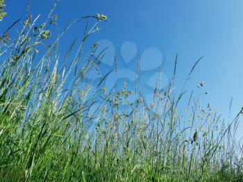 The mixture of different meadow grasses and flowers on the background of a blue sky