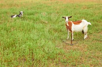 Two goats grazing on the pasture in summer season