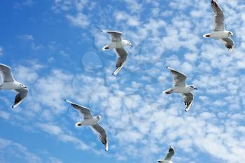 Group of sea gulls against a blue sky with clouds