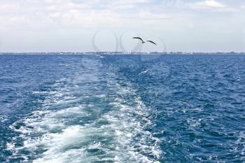 Waves astern a boat which moves away from the shore. Seagulls are flying follow