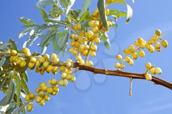 Branch of ripening wild olive trees with yellow fruits on the background of blue sky in fine sunny day