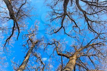 Tops of naked fall trees against the bright blue sky