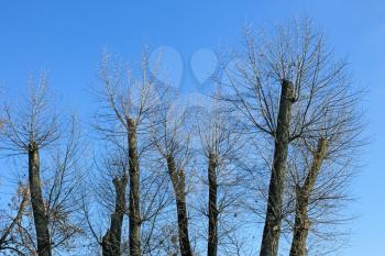 Truncated of treetops against the bright blue sky