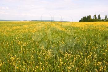 Rural landscape. Wide field with mixture of flowering rapeseed and barley
