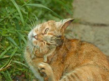 Striped pussy scratching fleas outdoors against green summer grass