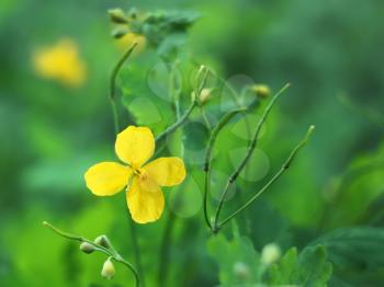 Yellow flower of celandine plant on a green background. Flowering Period: Spring-Autumn