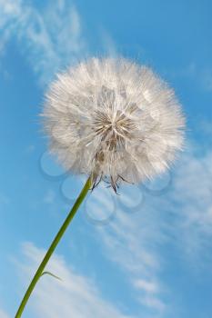 Dandelion against blue sky background with light white clouds