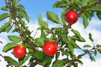 Three red plum fruits hanging on a branch on the background of blue sky