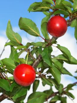 Two red plum fruits hanging on a branch on the background of blue sky