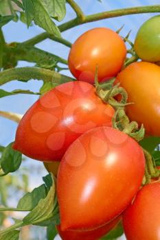 Bunch with elongated ripe red tomatoes that growing in the greenhouse, close-up