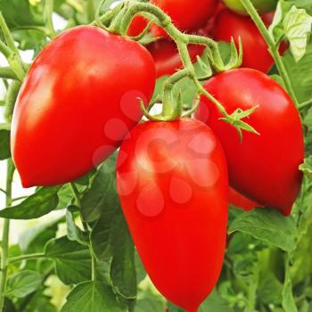 Bunch with elongated ripe red tomatoes that growing in greenhouse