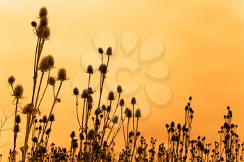 A field of dried teasel flowers against funereal sky. Sepia