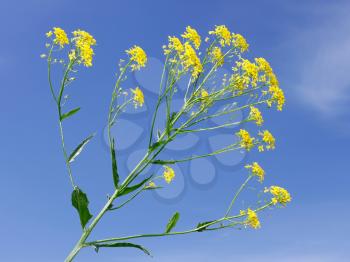 Crucifer yellow flowers against the background of blue sky.  Plant of Cruciferous family