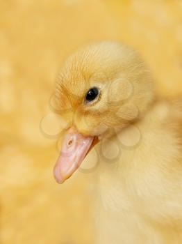 Portrait of a small duckling on a yellow background close up