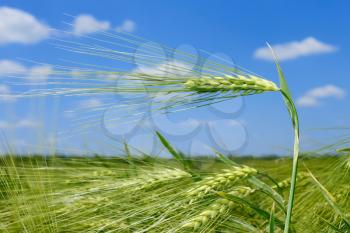Spikelet of barley on barley field against blue sky