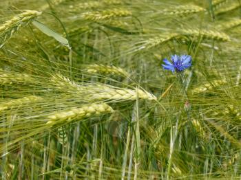 Cornflower flower among green barley ears in the field