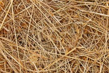 Detail of dried hay with cereals and other meadow plants as a livestock feed