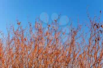 Dried stems of high grassy plants in the autumn setting sun rays against the background of blue sky