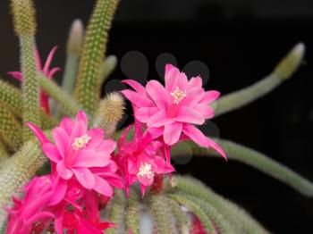 Rat Tail Cactus flowering on the dark background. Scientific Name: Disocactus flagelliformis (Latin), Family: Cactaceae 