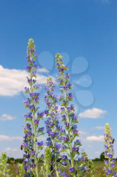 Group of flowering plants on the background of blue sky. Several bees sating on the flowers