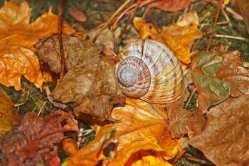 Details of autumn forest. Shell on the falling leaves