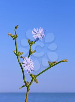 Chicory plant with flowers against water and cloudless blue sky