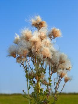 Thistle plant with lots of mature seeds on the background of field and sky