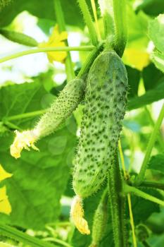 Cucumbers in film greenhouse. The rapid growth in summer